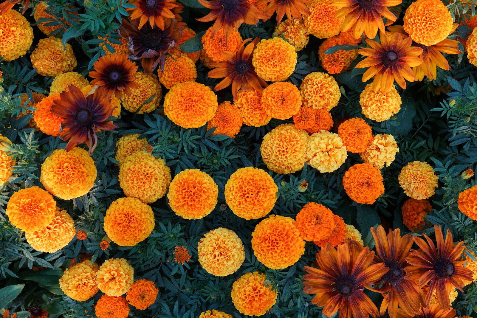 Flowers offering preview for Kashi Vishwanath Mandir